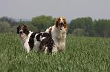 BARZOI 075